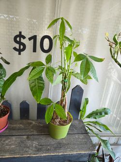 Money tree