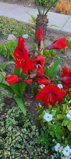 Amaryllis Bulbs