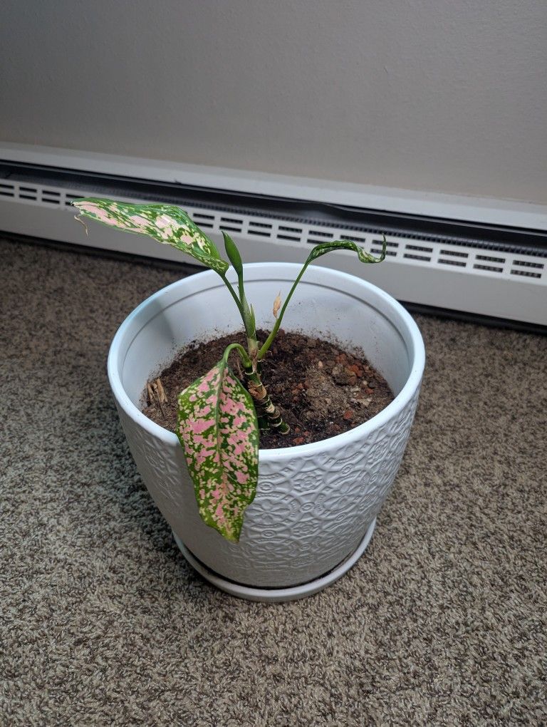 Pink Speckled Houseplant In Ceramic Pot