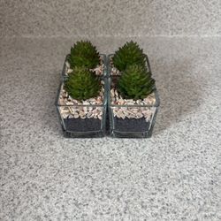 Set of 4 Mini Faux Succulent Plants in Glass Vases
