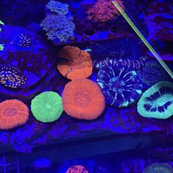 Scoly Coral For Reed Tank