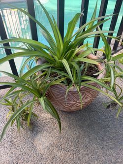 Spider plant
