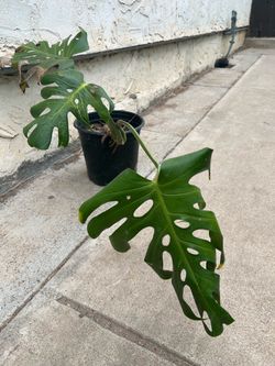 Monstera plant