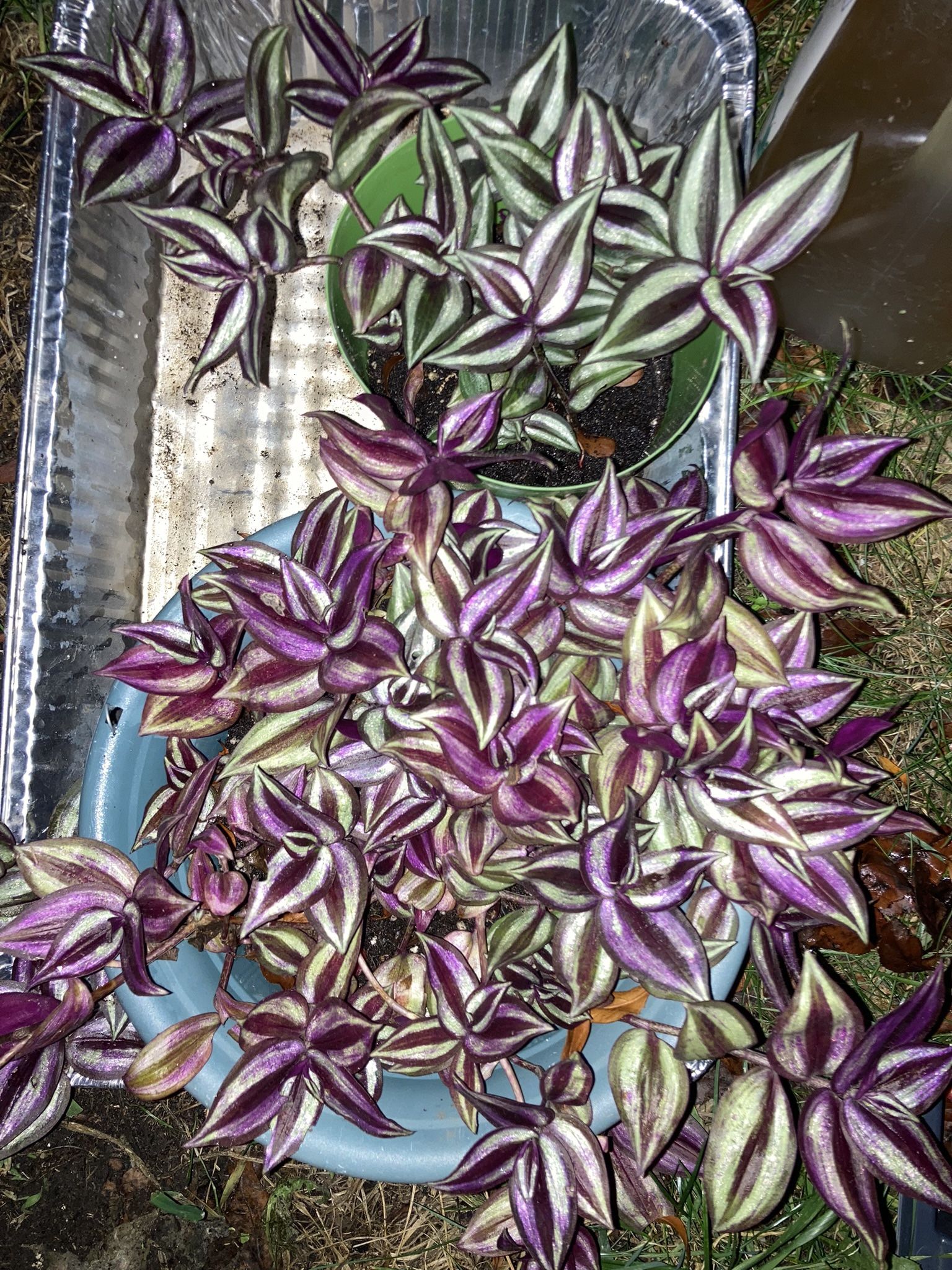 Wandering Jew Plants