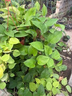 Vine pothos plant 6 in