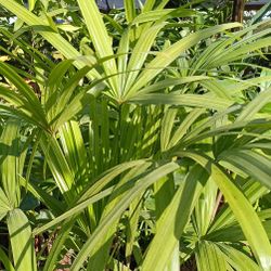 Beautiful Lady Palm Plants 🌿 7gl $45💚