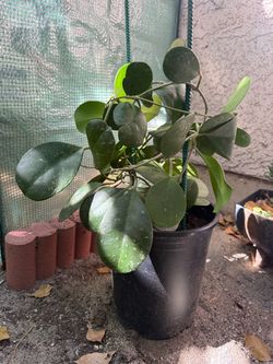Hoya Obovata splash