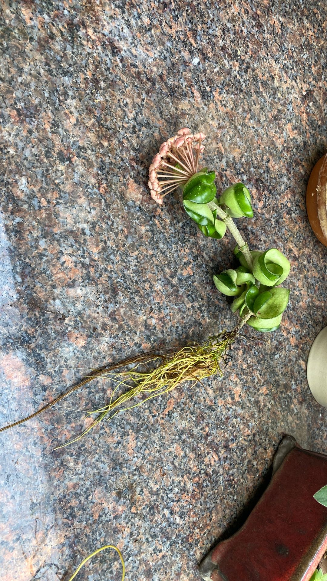 Hoya Compacta Hindu Rope Cutting About To Bloom