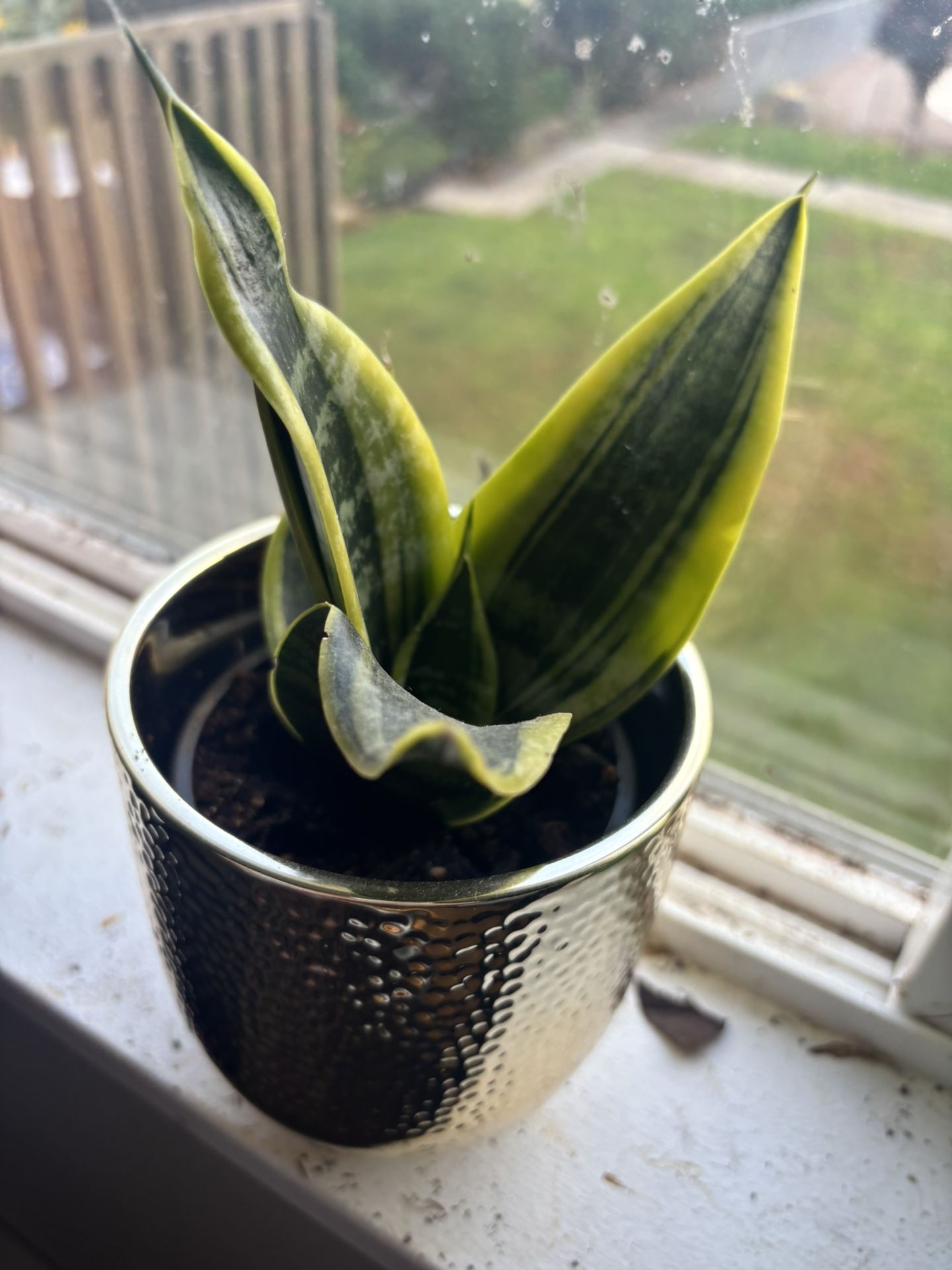 Snake Plant With Gold Pot