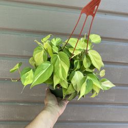 6” brazilian philodendron 