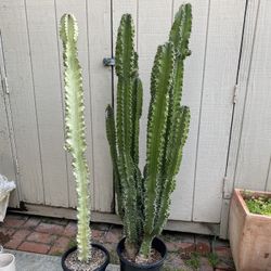 Landscape Ready Euphorbia Amak 