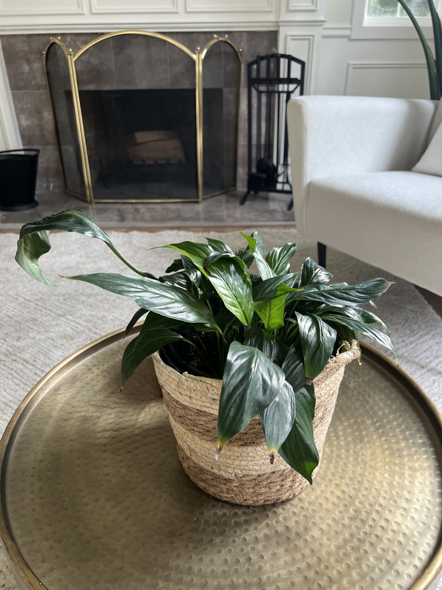 Peace Lily In Woven Pot