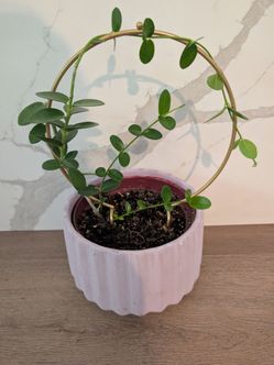 hoya cumingiana.