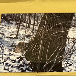 Scenic Riverview Park pictures