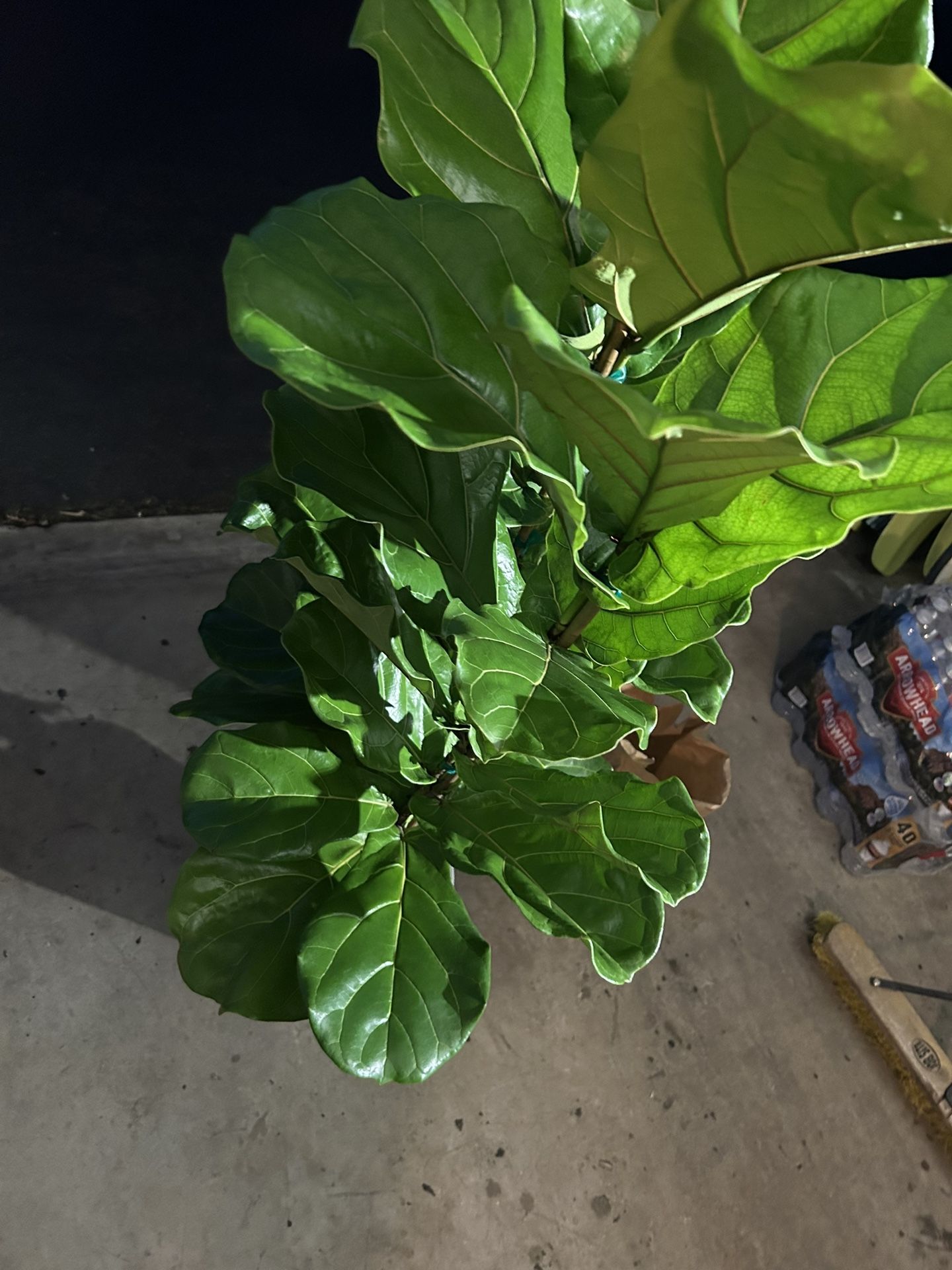 Fiddle Leaf Fig