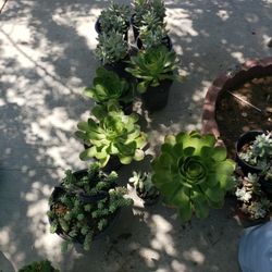 succulents 