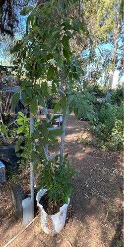 Green ash (Fraxinus pennsylv/ Arbor De Fresno Para Sombra