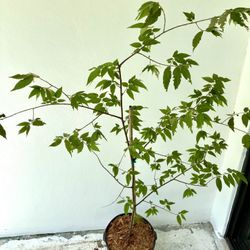 Jamaican Cherry/ Strawberry Tree