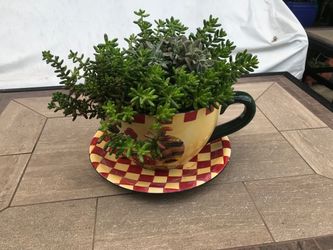 Succulents and jelly beans in a large rooster cup with saucer