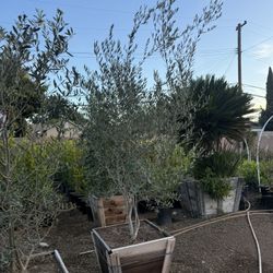 Wilsonii Olive Multi Trunks