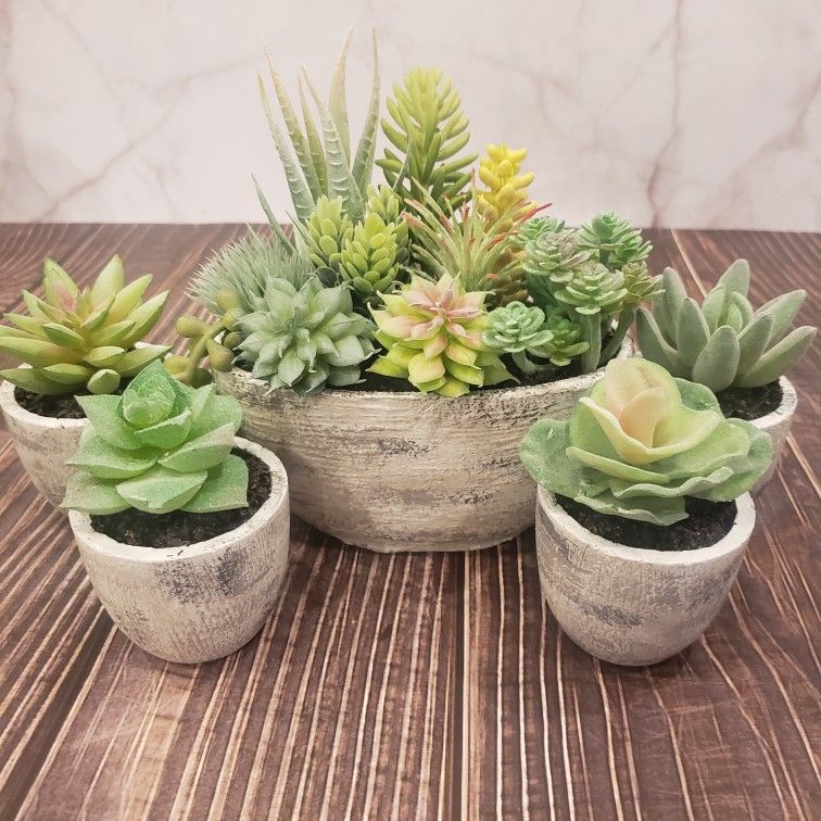 NEW Set Of 5 Potted Succulent Arrangement