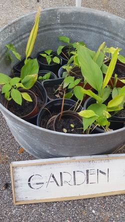 Organic herbal plants