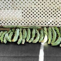 Healthy Lophocereus schottii monstrosus (totem pole cactus) Pest Free And Ready To Propagate 