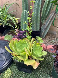 Succulent plants 🌱