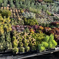 Succulents 