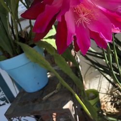 Dark Pink& Red Epiphyllum 