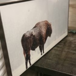 bison canvas portrait art Work 24 by 16