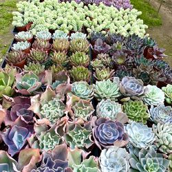 large indoor potted plant LE TAUCI 12 Inch Pot for Plants, Ceramic Large Planter for Indoor Plan –  LETAUCI main image 0