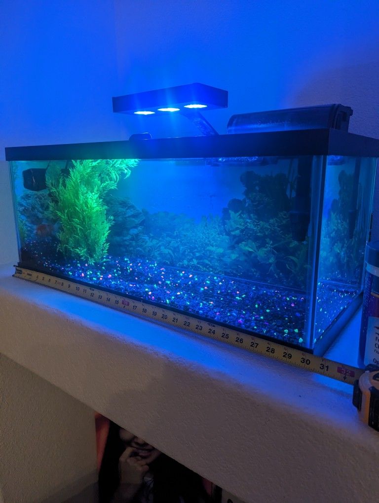 20 Gallon Fish Tank