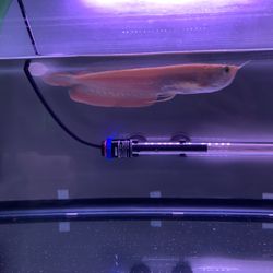 60 Gallons Acrylic Fish Tank And Decors 