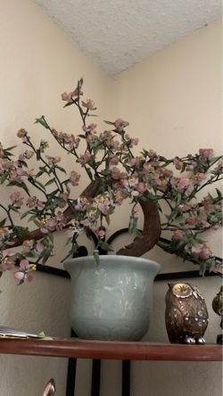 Plant