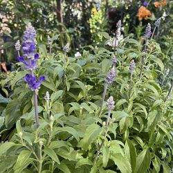 Salvia