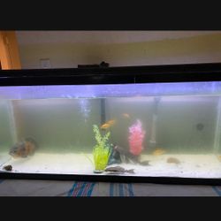 55 Gallon Fish Tank 