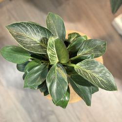 Gorgeous, Lush Philodendron Birkin In Ceramic 7” Pot