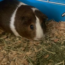 Guinea Pig