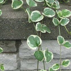 Vinca Vine, Live Plant 