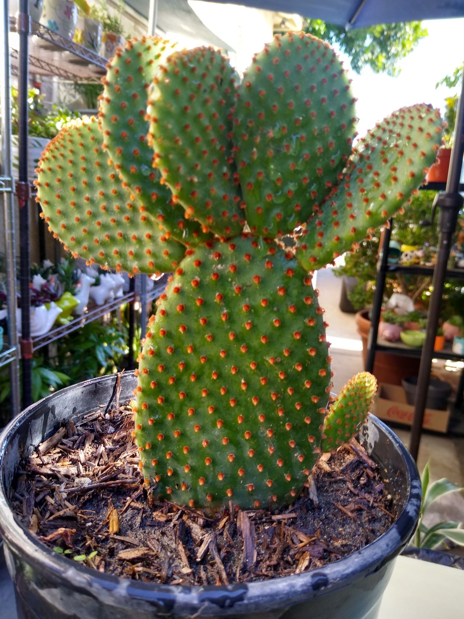 CACTUS