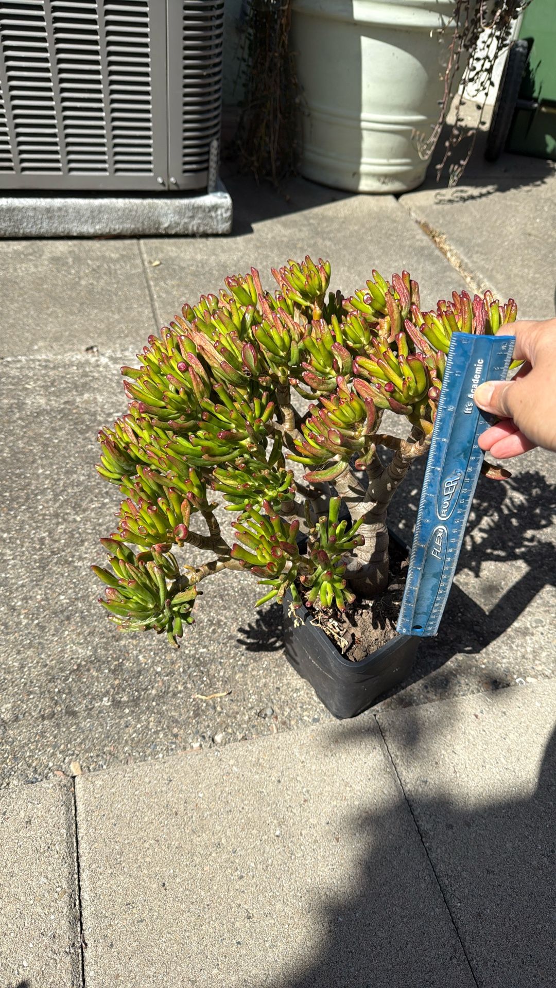 Crassula Ovata Gollum Succulent Plant