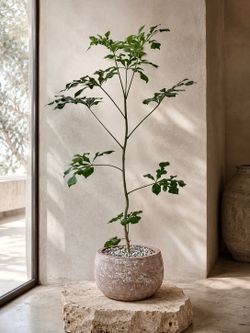 Cussonia Spicata With Snowflake Shaped Leaves (Planter Included) # BDD1 ‘Local LA Seller’