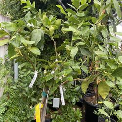 Árboles Frutales