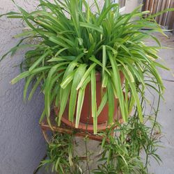 LARGE  SPIDER PLANT BEAUTIFUL 