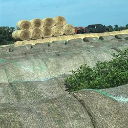 Hay Rolls For Sale 