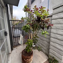 Plants With Pots For Sale 