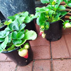 Strawberry Plant