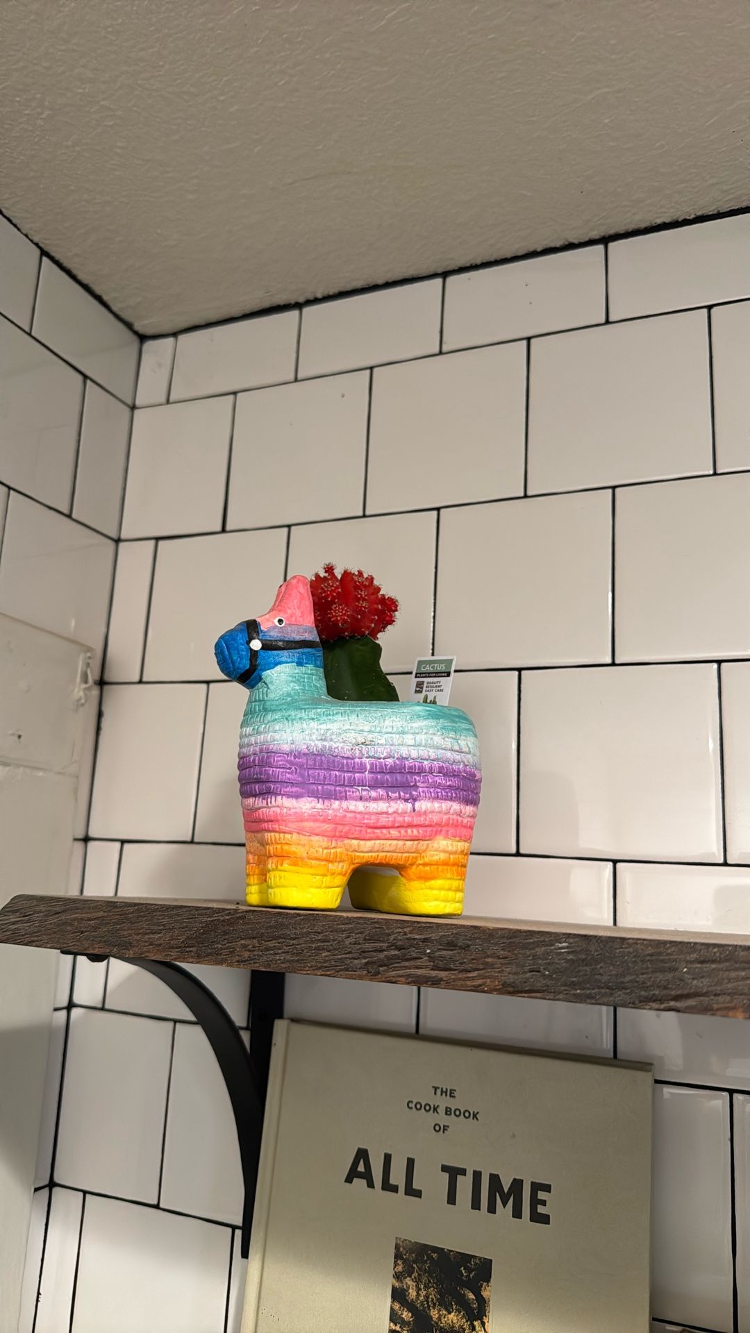 Cactus and piñata pot