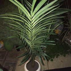 Fake Palm Plant 4.5 Ft Tall